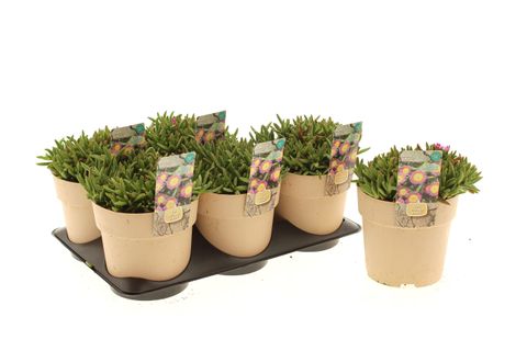 Delosperma SUNTROPICS HOT PINK