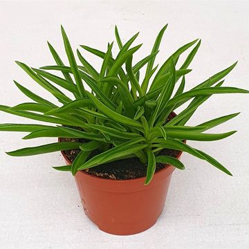 Peperomia ferreyrae 'Nevada'