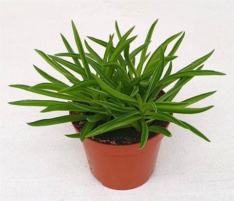 Peperomia ferreyrae 'Nevada'