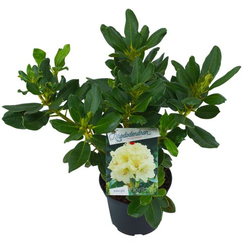 Rhododendron 'Horizon Monarch'