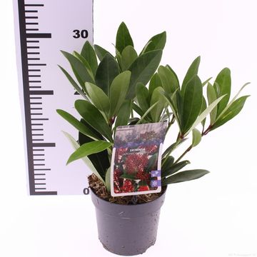 Skimmia japonica 'Rubella'