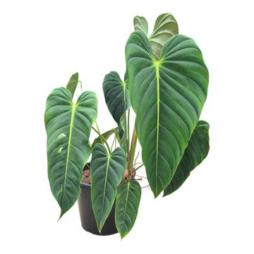 Filodendro esmeraldense