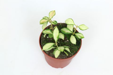 Hoya heuschkeliana 'Variegata'