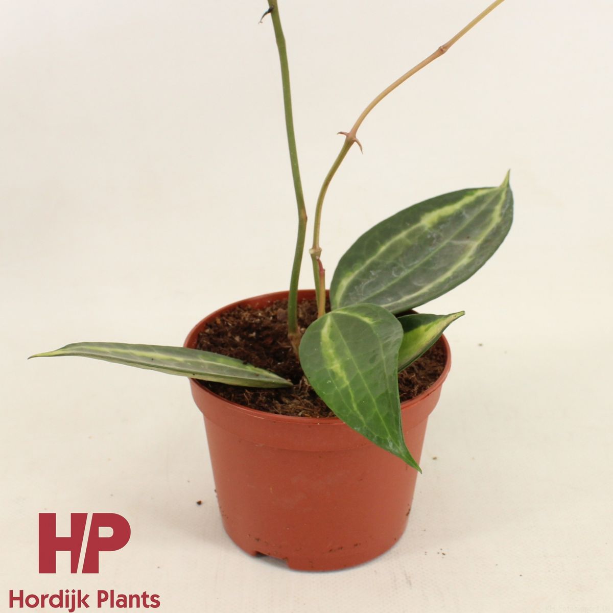 Hoya latifolia 'Pot of Gold' — Atacado de Plantas FlorAccess