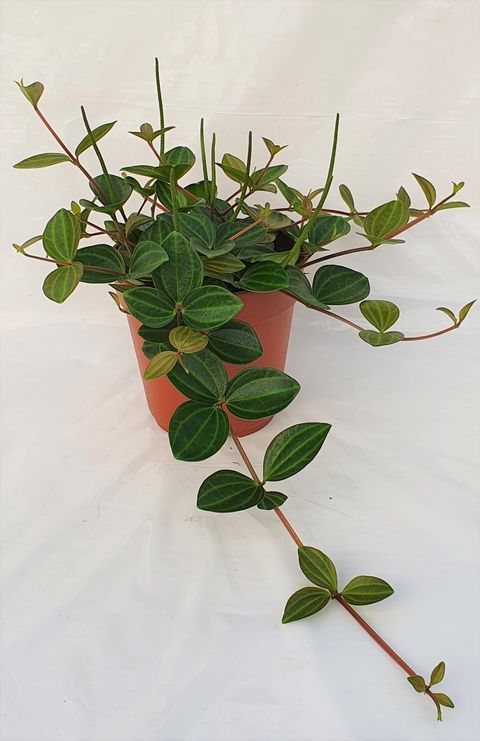 Peperomia angulata