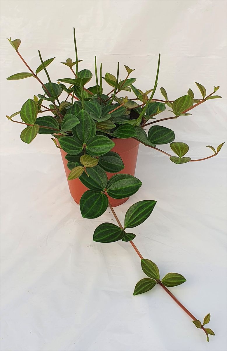 Peperomia angulata — Растения Оптовая FlorAccess