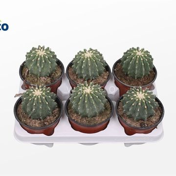 Ferocactus glaucescens inermis