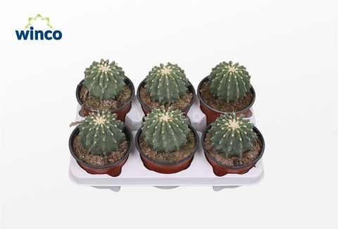 Ferocactus glaucescens inermis