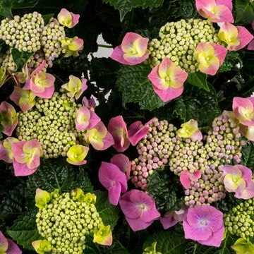 Hydrangea macrophylla MIX