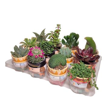 Cactus / Succulents MIX