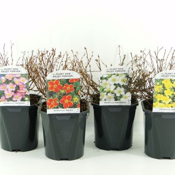 Potentilla fruticosa MIX