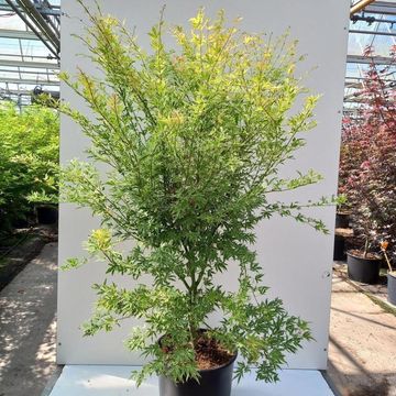 Acer palmatum METAMORPHOSA