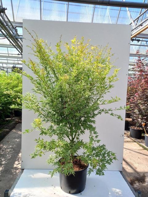 Acer palmatum METAMORPHOSA