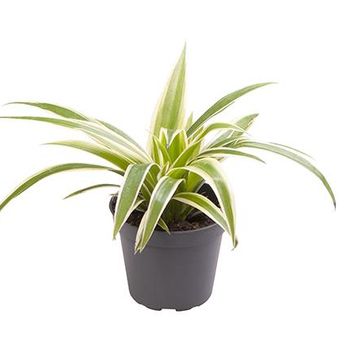 Chlorophytum comosum 'Ocean'
