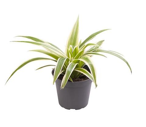 Chlorophytum comosum 'Ocean'