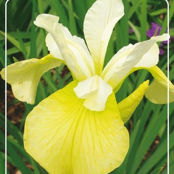 Iris 'Butter and Sugar'