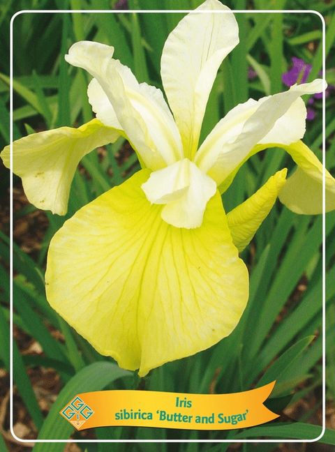 Iris 'Butter and Sugar'