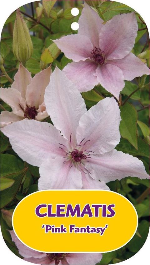 Clematis 'Pink Fantasy' (LL)