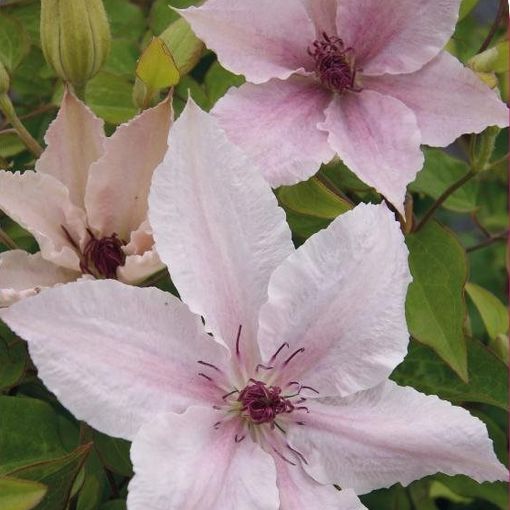 Clematis 'Пинк Фэнтези' (LL)