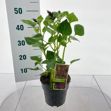 Salvia ROCKIN' DEEP PURPLE