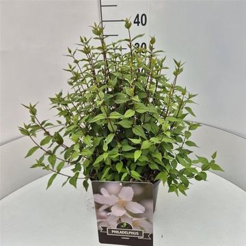 Philadelphus 'Lemoinei'