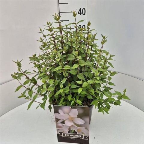 Philadelphus 'Lemoinei'