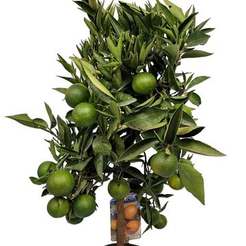 Citrus reticulata 'Clementine'