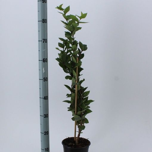 Lonicera fragrantissima (About Plants Zundert BV)
