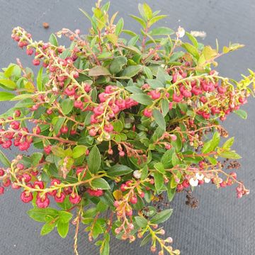 Gaultheria procumbens 'Indian Summer' — Plant Wholesale FlorAccess