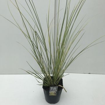 Cortaderia selloana MINIGOLDENPAMPAS