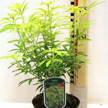 Choisya ternata GOLDFINGERS