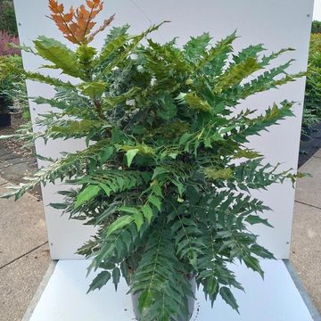 Mahonia x media 'Charity'