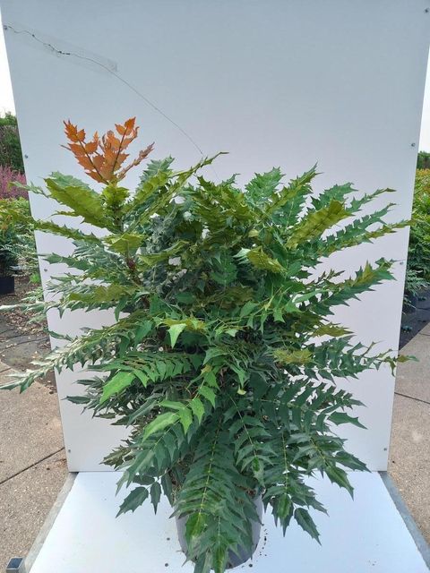 Mahonia x media 'Чарити'