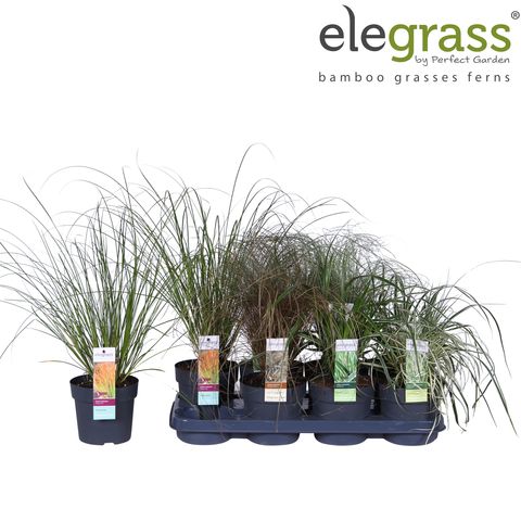 Carex MIX (Hoogeveen Plants)