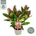 Skimmia japonica 'Rubella'