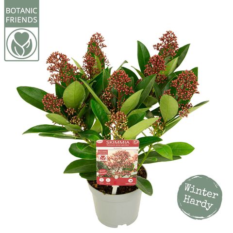 Skimmia japonica 'Rubella'
