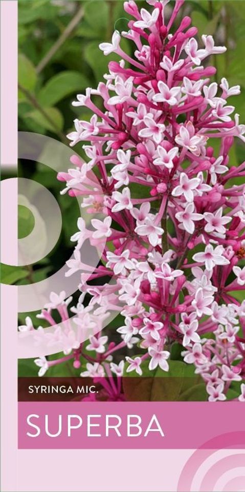 Syringa microphylla 'Superba'