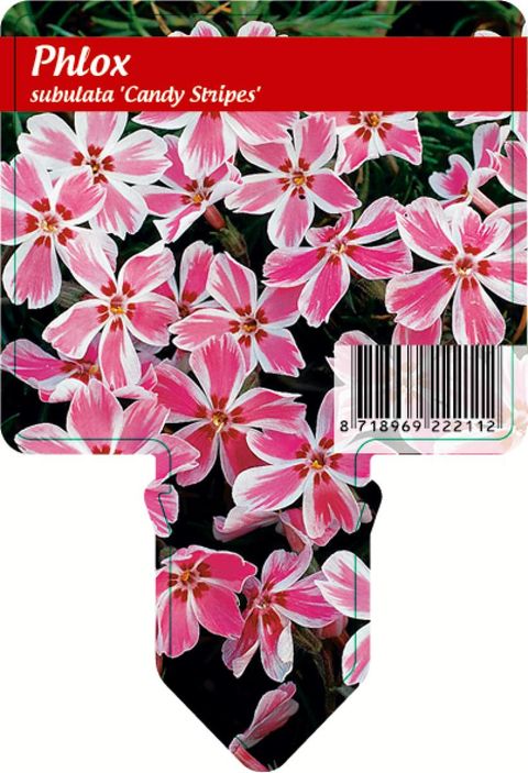 Phlox 'Candy Stripes'