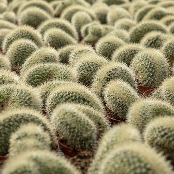 Mammillaria pringlei cristata