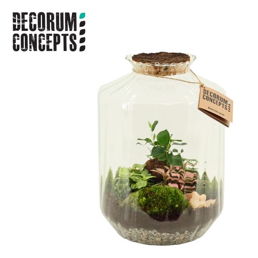 Arrangement Terrarium