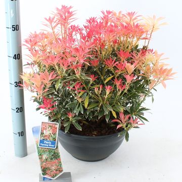 Pieris 'Flaming Silver'