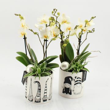 Arrangement Christmas