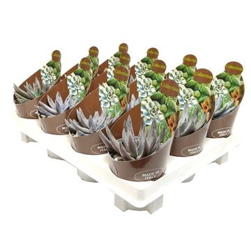 Echeveria unguiculata