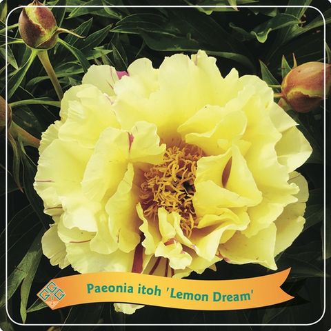 Paeonia 'Lemon Dream'