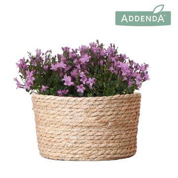 Campanula AMBELLA PINK