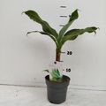 Musa acuminata 'Dwarf Cavendish'