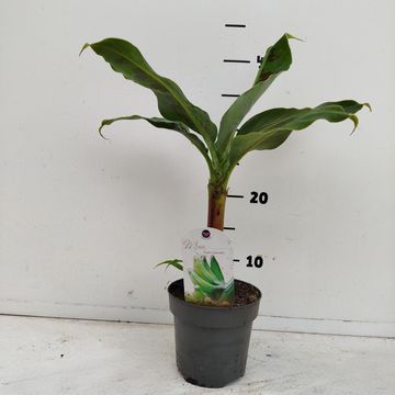 Musa acuminata 'Dwarf Cavendish'