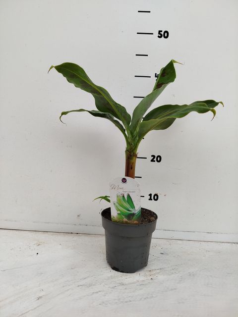 Musa acuminata 'Dwarf Cavendish'