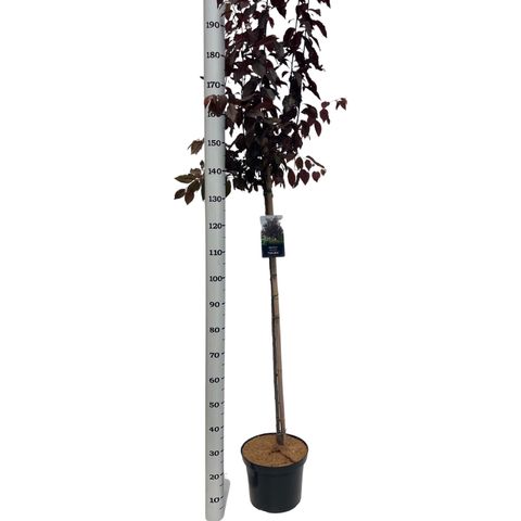 Prunus cerasifera 'Nigra' — Plant Wholesale FlorAccess