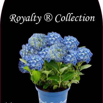 Hydrangea macrophylla ROYALTY FABOLO BLUE